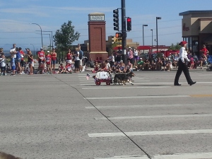 Dogs with a wagon!